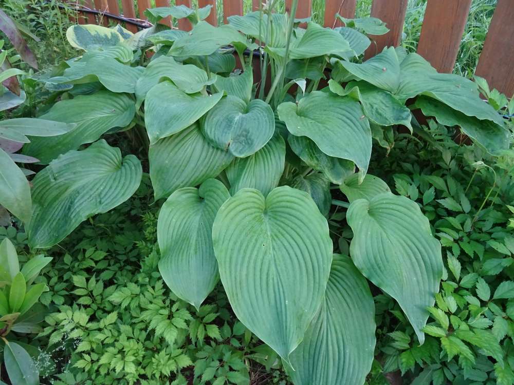 Hosta 'T-Rex'